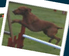rdtc009001.jpg