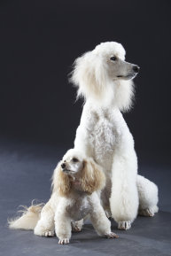 roseland_dog_training_club001001.jpg