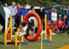 roseland_dog_training_club001002.jpg
