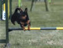 roseland_dog_training_club001005.jpg