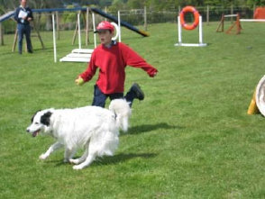 roseland_dog_training_club003001.jpg