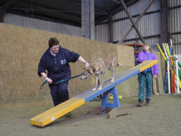 roseland_dog_training_club003002.jpg