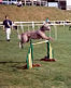 roseland_dog_training_club007001.jpg
