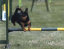 roseland_dog_training_club007004.jpg