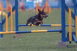 roseland_dog_training_club007009.jpg