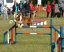 roseland_dog_training_club007010.jpg