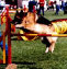 roseland_dog_training_club007011.jpg