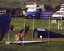 roseland_dog_training_club007012.jpg