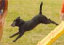 roseland_dog_training_club007014.jpg