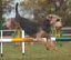 roseland_dog_training_club007020.jpg