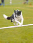 roseland_dog_training_club007021.jpg