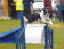 roseland_dog_training_club007022.jpg