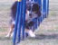 roseland_dog_training_club007024.jpg