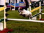 roseland_dog_training_club007025.jpg