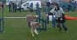 roseland_dog_training_club007026.jpg