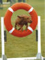 roseland_dog_training_club007030.jpg