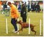 roseland_dog_training_club007032.jpg