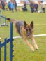 roseland_dog_training_club007033.jpg