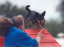 roseland_dog_training_club007037.jpg