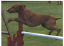 roseland_dog_training_club007038.jpg