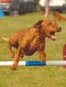 roseland_dog_training_club007039.jpg