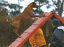 roseland_dog_training_club007041.jpg