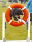 roseland_dog_training_club007042.jpg