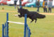 roseland_dog_training_club007043.jpg