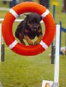 roseland_dog_training_club007046.jpg