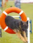 roseland_dog_training_club007047.jpg