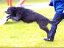 roseland_dog_training_club007048.jpg