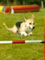 roseland_dog_training_club007049.jpg