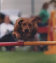 roseland_dog_training_club007050.jpg