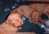 roseland_dog_training_club008002.jpg