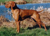 roseland_dog_training_club008003.jpg