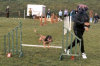 roseland_dog_training_club008006.jpg