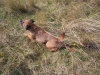 roseland_dog_training_club008007.jpg
