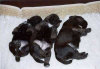 roseland_dog_training_club008008.jpg