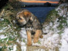roseland_dog_training_club008010.jpg