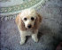 roseland_dog_training_club008011.jpg