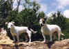 roseland_dog_training_club008012.jpg