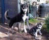 roseland_dog_training_club008013.jpg