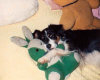 roseland_dog_training_club008014.jpg