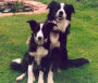 roseland_dog_training_club008016.jpg