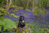 roseland_dog_training_club008018.jpg
