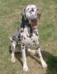 roseland_dog_training_club008021.jpg