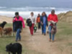 roseland_dog_training_club009001.jpg