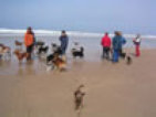 roseland_dog_training_club009002.jpg