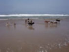 roseland_dog_training_club009004.jpg