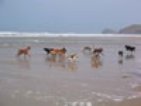 roseland_dog_training_club009005.jpg